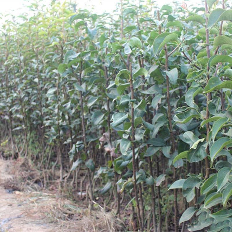 紫巴梨树苗根系发达丰产性好现挖保湿发货