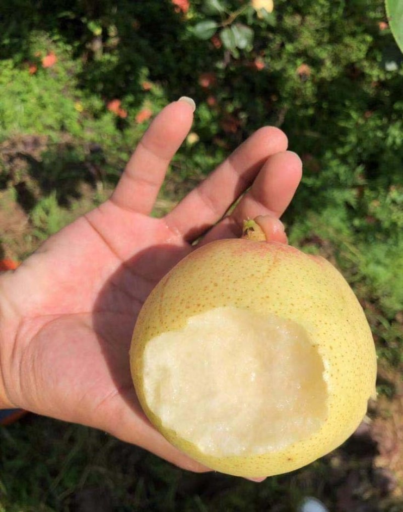 云南红梨树苗根系发达丰产性好现挖保湿发货
