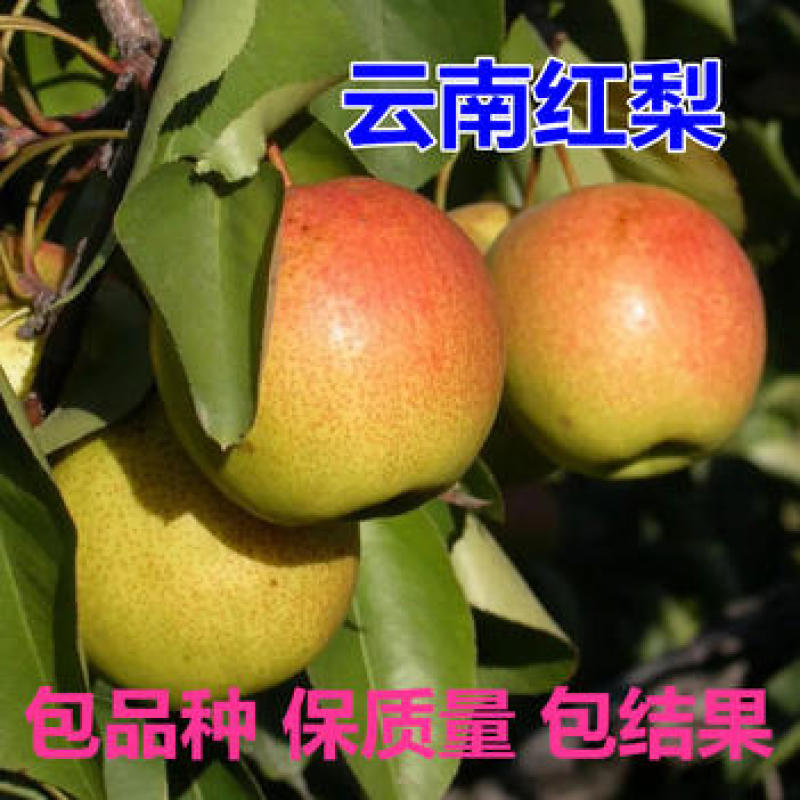 云南红梨树苗根系发达丰产性好现挖保湿发货