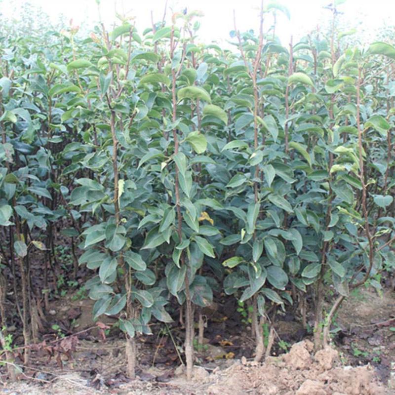 云南红梨树苗根系发达丰产性好现挖保湿发货