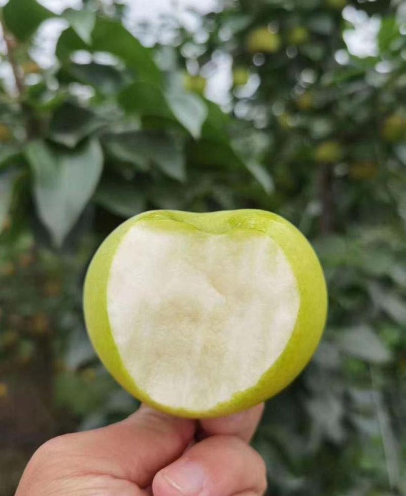 苹果梨树苗梨苗根系发达丰产性好现挖保湿发货