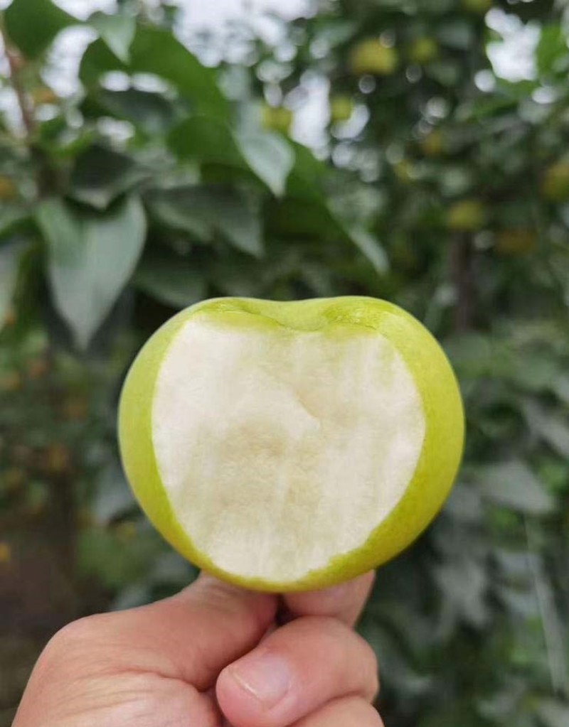 苹果梨树苗梨苗根系发达丰产性好现挖保湿发货