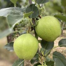 早酥红梨树苗根系发达丰产性好现挖保湿发货
