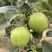 早酥红梨树苗根系发达丰产性好现挖保湿发货