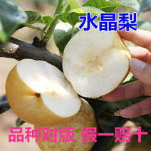 水晶梨树苗根系发达保湿发货好管理产量高
