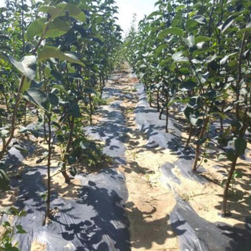 水晶梨树苗根系发达保湿发货好管理产量高