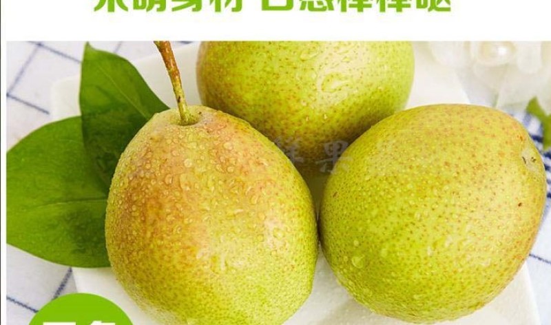 红香酥梨苗品种纯正，香甜可口，免费提供种植技术