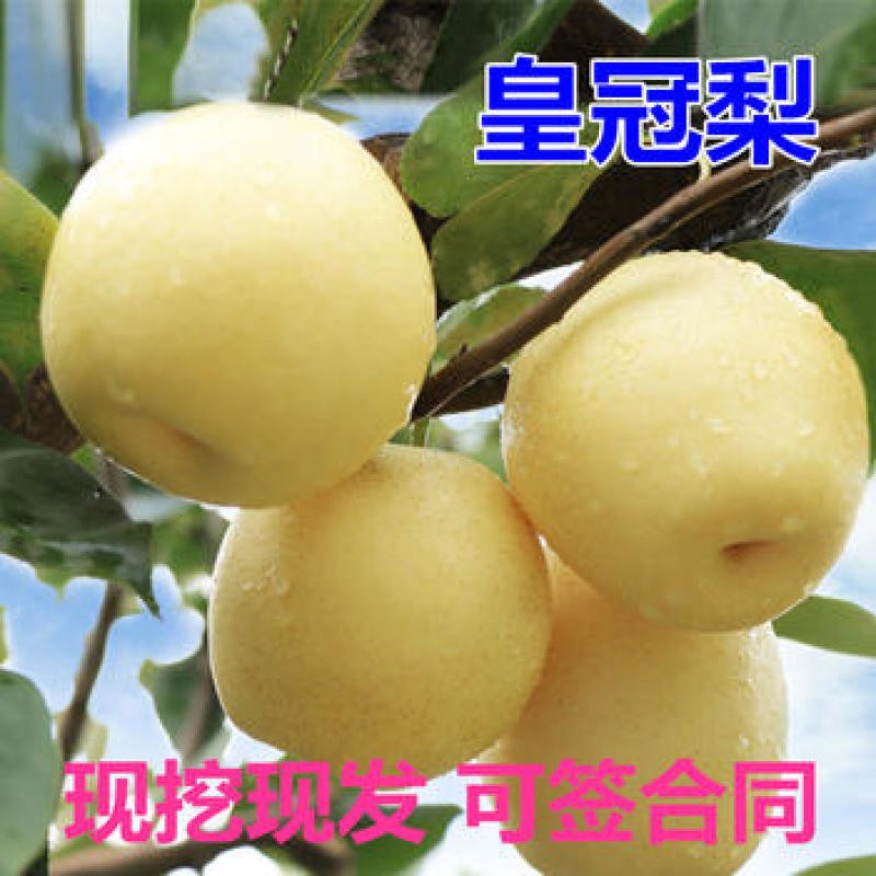 皇冠梨树苗梨树苗根系发达丰产性好现挖保湿发货