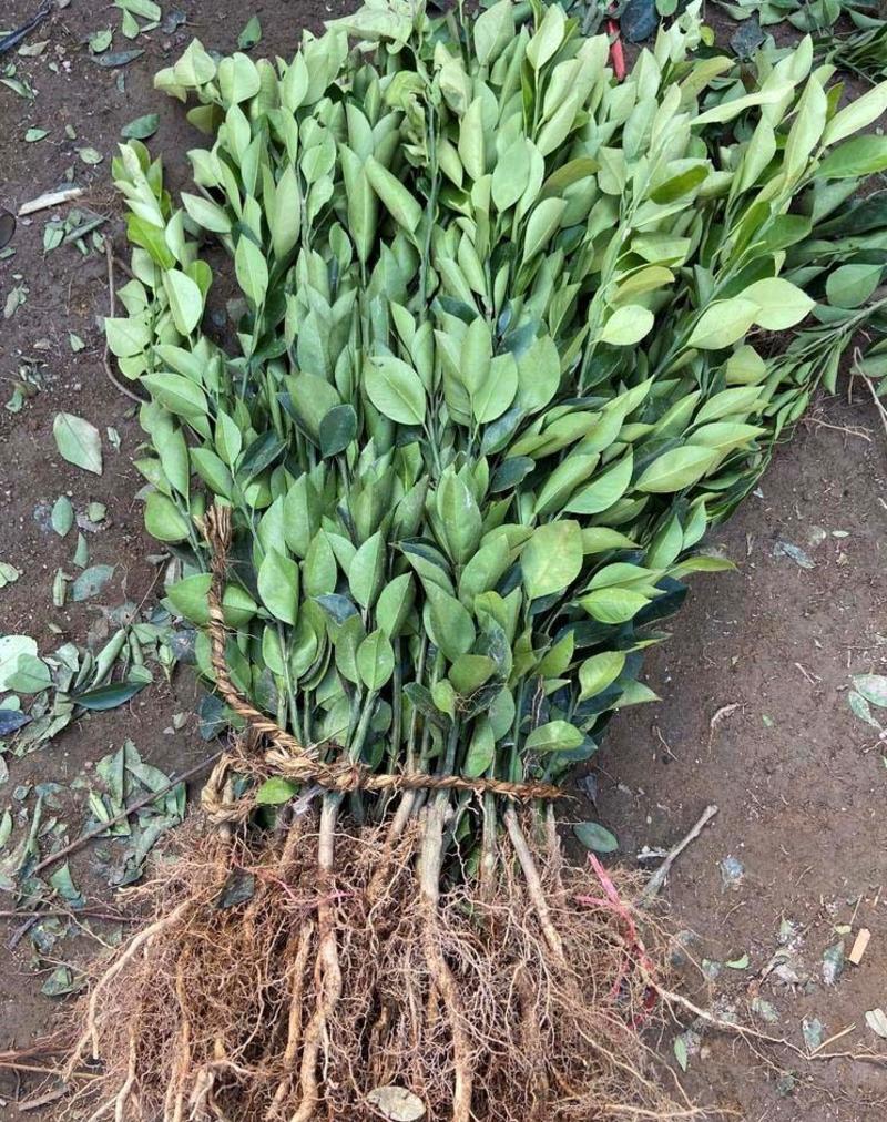 沃柑苗桔子苗根系发达丰产性好现挖保湿发货