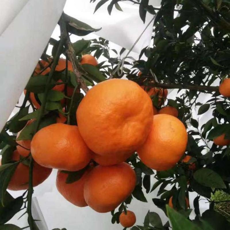 四川明日见柑橘苗根系发达丰产性好现挖保湿发货