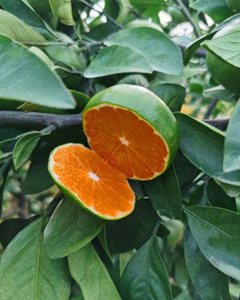 青皮蜜桔苗根系发达丰产性好现挖保湿发货