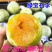 绿宝石李子苗李子树苗根系发达丰产性好现挖保湿发货