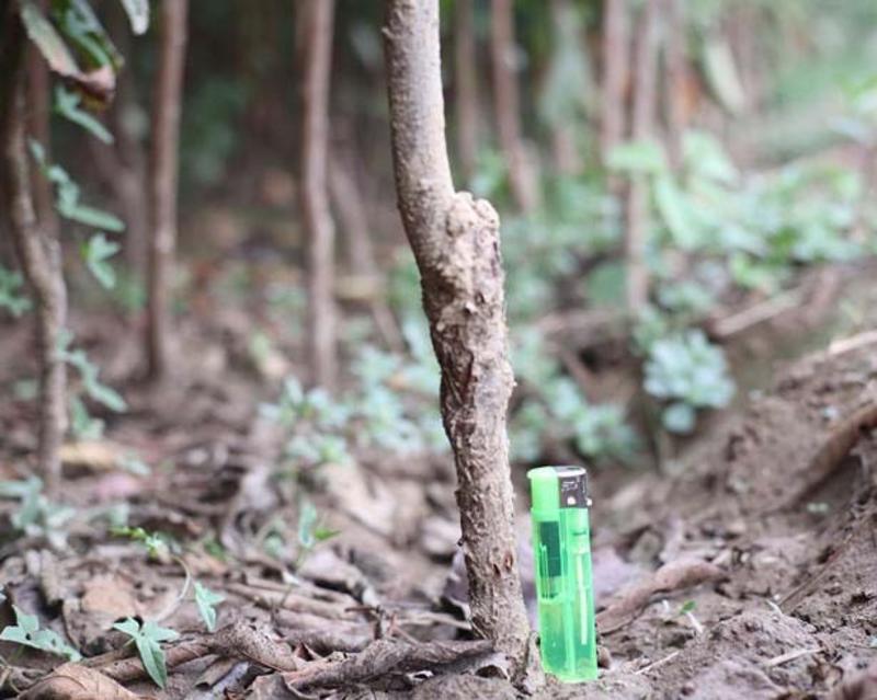 绿宝石李子苗李子树苗根系发达丰产性好现挖保湿发货