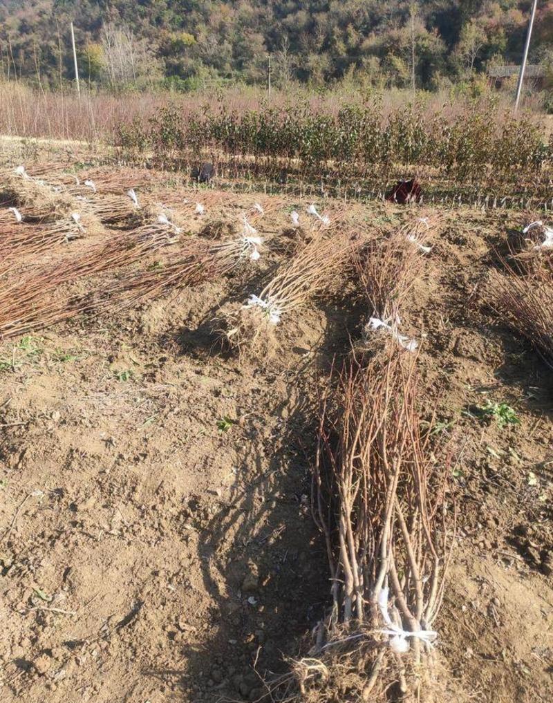 红肉布林李子苗李子苗根系发达丰产性好现挖保湿发货