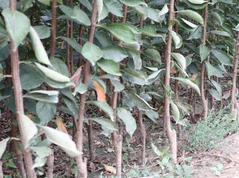 红贵阳李子树苗根系发达丰产性好现挖保湿发货