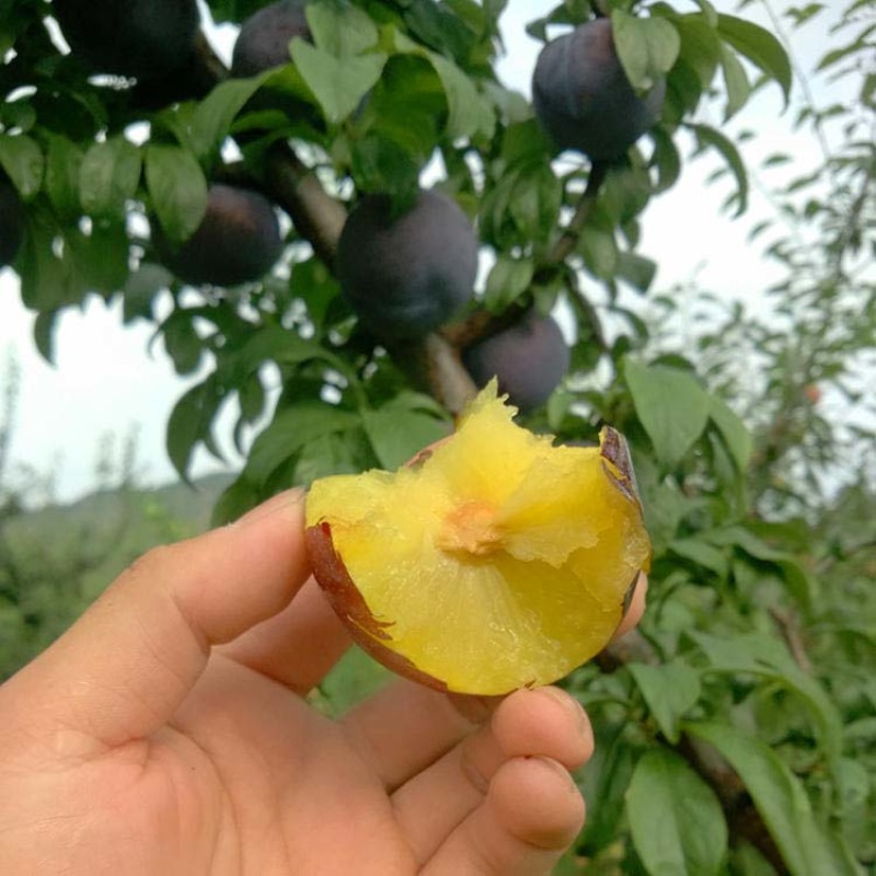黑布林李子苗李子苗根系发达丰产性好现挖保湿发货