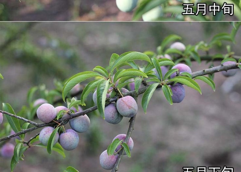 凤凰李苗李子苗根系发达丰产性好现挖保湿发货