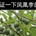 凤凰李苗李子苗根系发达丰产性好现挖保湿发货