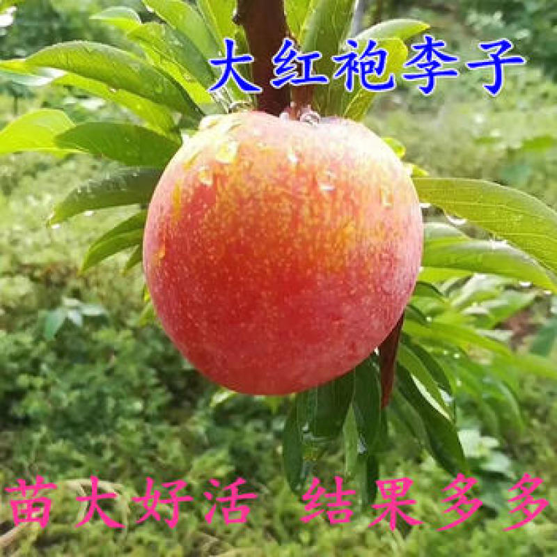 大红袍李子树苗李子苗根系发达丰产性好现挖保湿发货