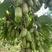 软枣猕猴桃苗猕猴桃苗根系发达丰产性好现挖保湿发货