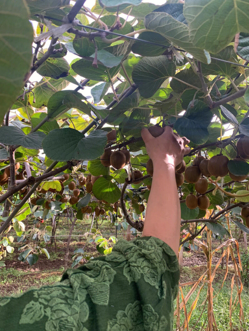 奇异果猕猴桃苗根系发达丰产性好现挖保湿发货