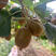 奇异果猕猴桃苗根系发达丰产性好现挖保湿发货