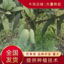 【诚信经营】本苗场常年供应各种芒果苗，苗圃直发，量大优惠