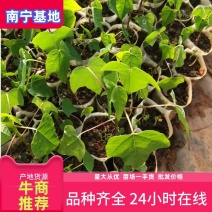 苗场推出红铃木瓜苗，华农一号水果木瓜苗，穗中红木苗