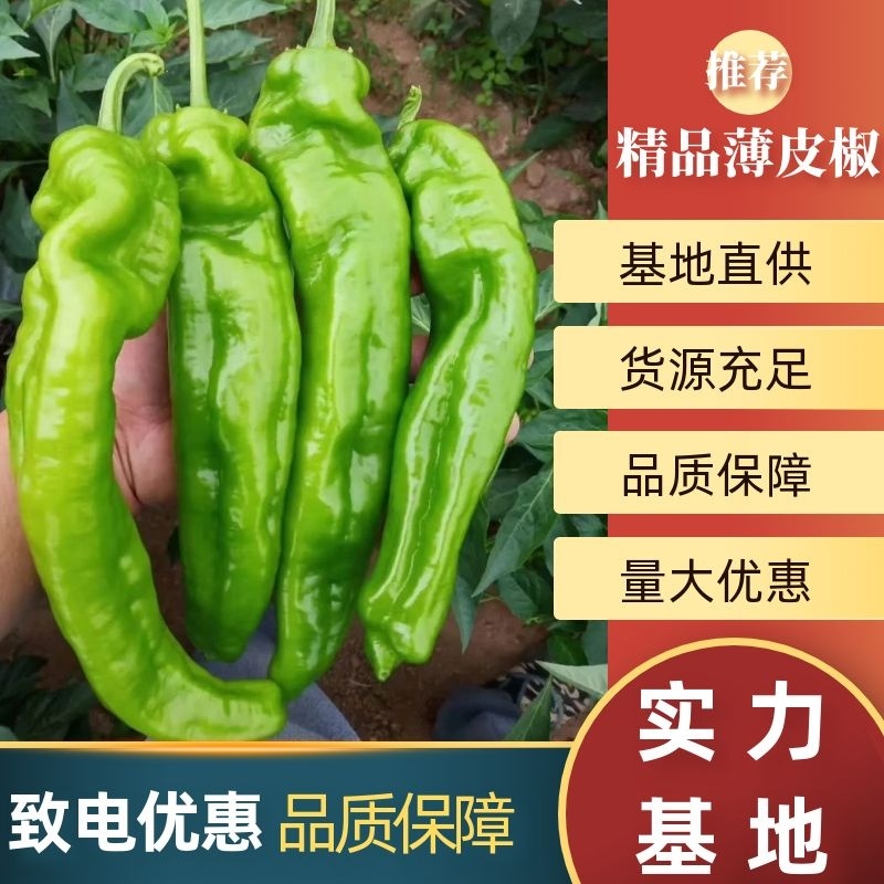 鲜辣椒河南夏邑薄皮椒青辣椒，大量上市，产地直供全国发货