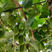 龙城二号软枣猕猴桃苗根系发达丰产性好现挖保湿发货