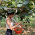 金艳猕猴桃苗根系发达丰产性好现挖保湿发货