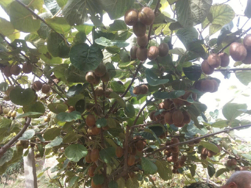 红阳(红心)猕猴桃苗根系发达丰产性好现挖保湿发货