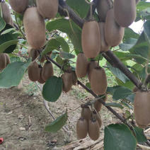 海沃德猕猴桃苗根系发达丰产性好现挖保湿发货