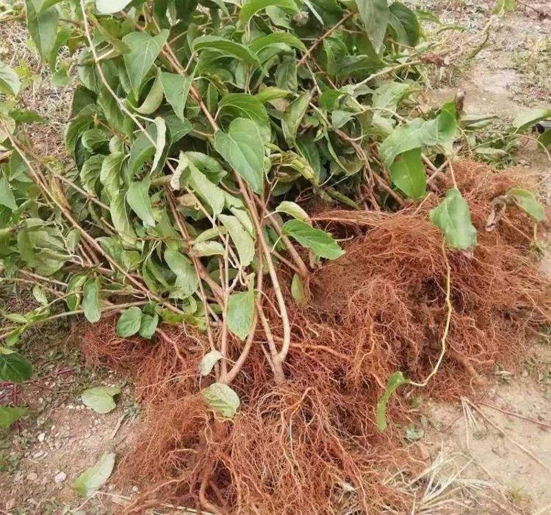 红心软枣猕猴桃苗根系发达丰产性好现挖保湿发货