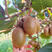 翠香猕猴桃苗根系发达丰产性好现挖保湿发货