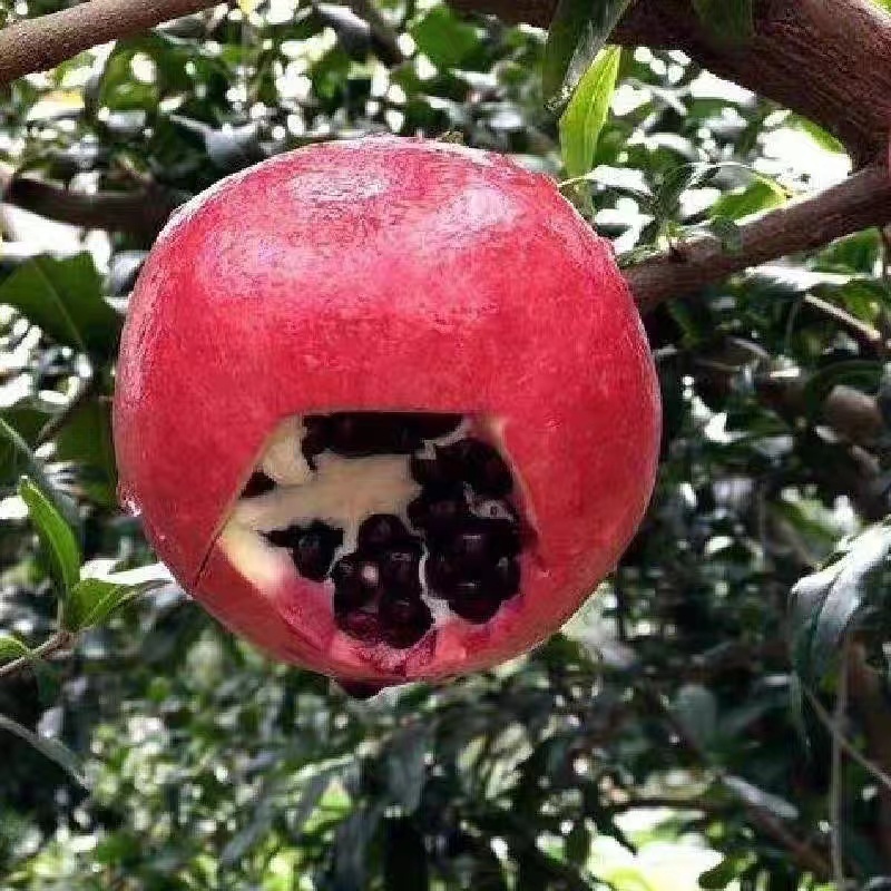 以色列软籽石榴树苗根系发达丰产性好现挖保湿发货