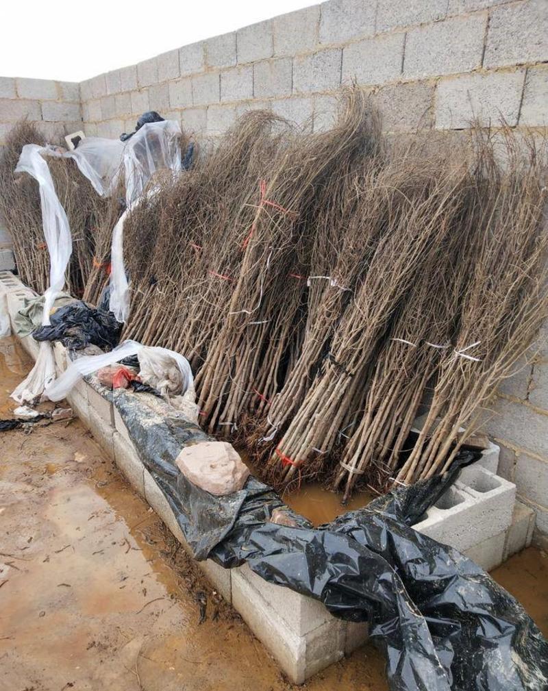 以色列软籽石榴树苗根系发达丰产性好现挖保湿发货