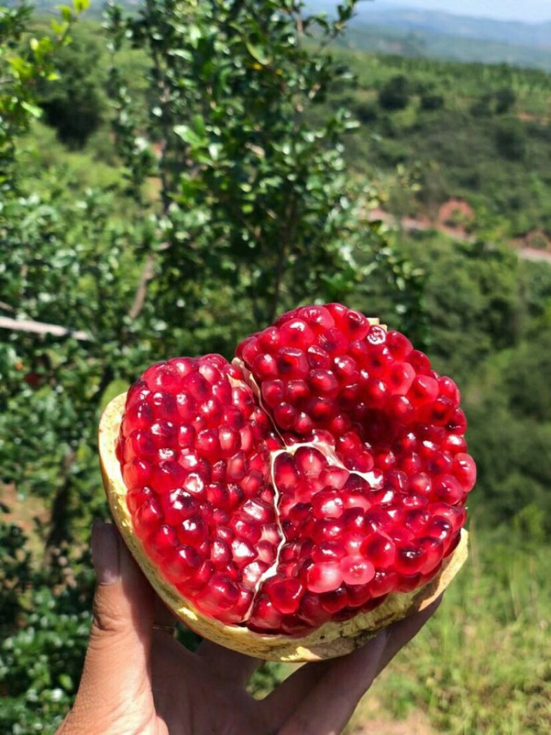 突尼斯软籽石榴树苗根系发达丰产性好现挖保湿发货