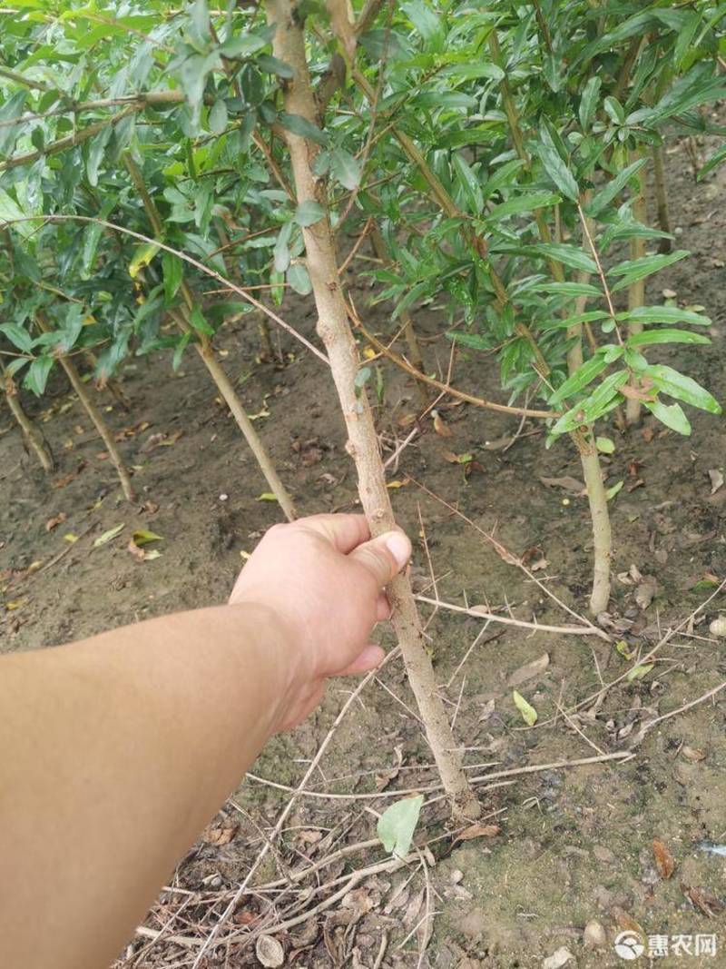 泰山大红石榴苗根系发达丰产性好现挖保湿发货