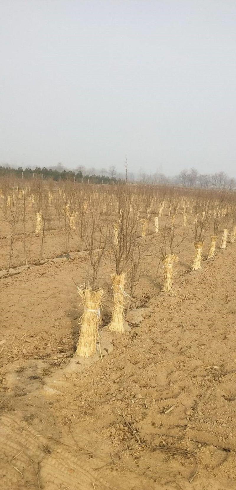泰山大红石榴苗根系发达丰产性好现挖保湿发货