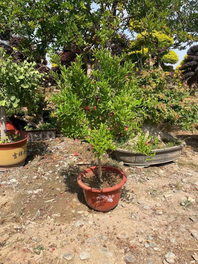 墨石榴苗石榴树苗根系发达丰产性好现挖保湿发货