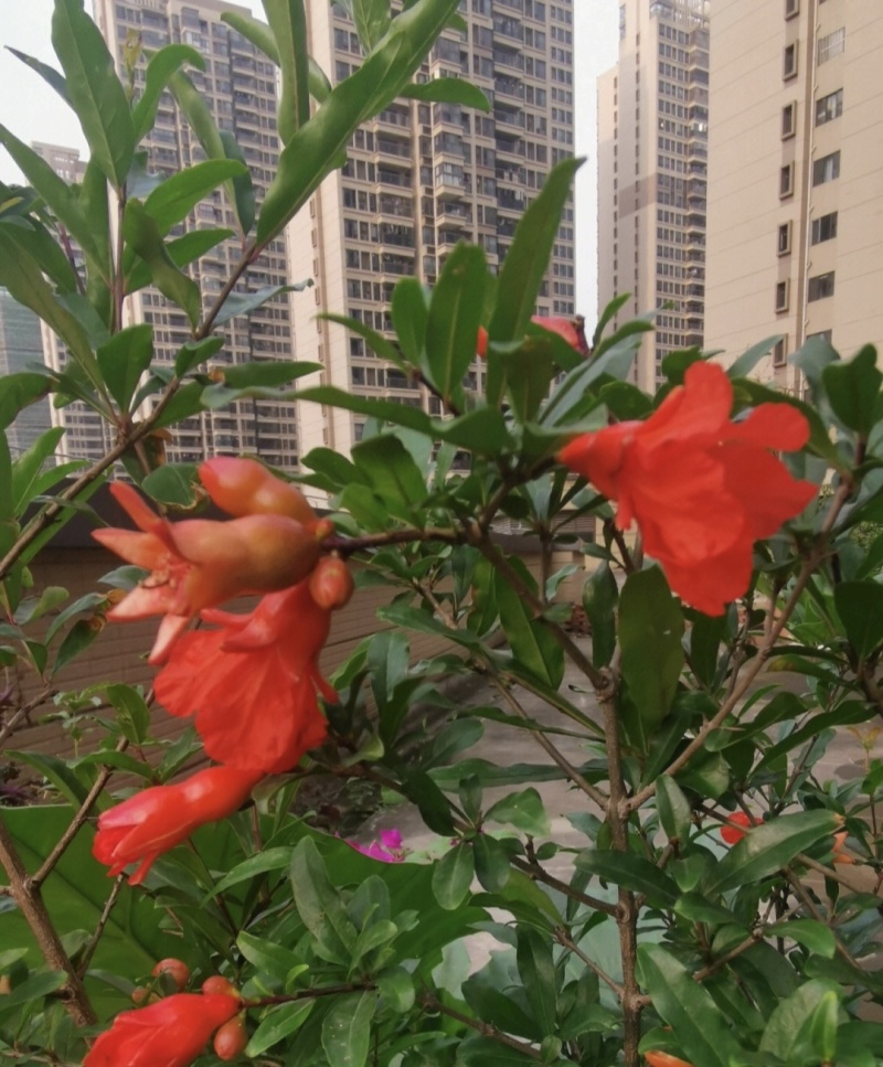 墨石榴苗石榴树苗根系发达丰产性好现挖保湿发货