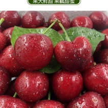 美早大樱桃苗樱桃苗根系发达丰产性好现挖保湿发货