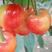 黄蜜樱桃苗根系发达丰产性好现挖保湿发货
