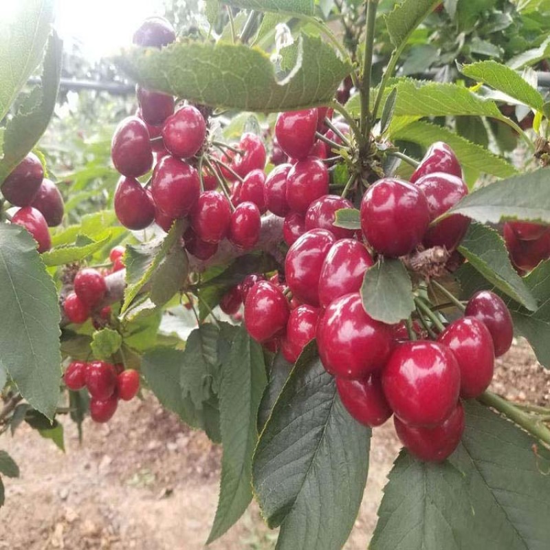 俄罗斯8号樱桃苗根系发达丰产性好现挖保湿发货