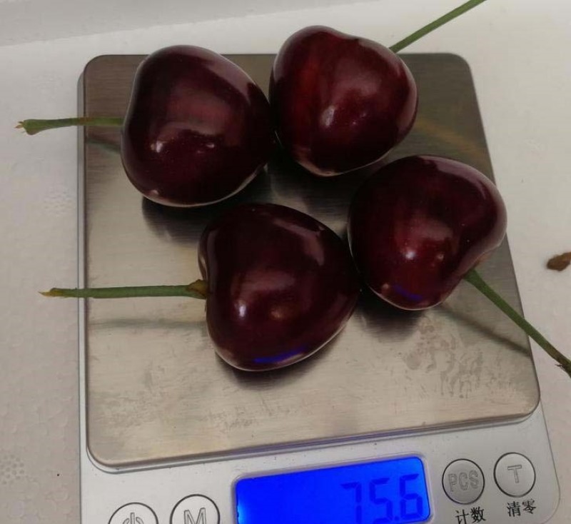 俄罗斯8号樱桃苗根系发达丰产性好现挖保湿发货