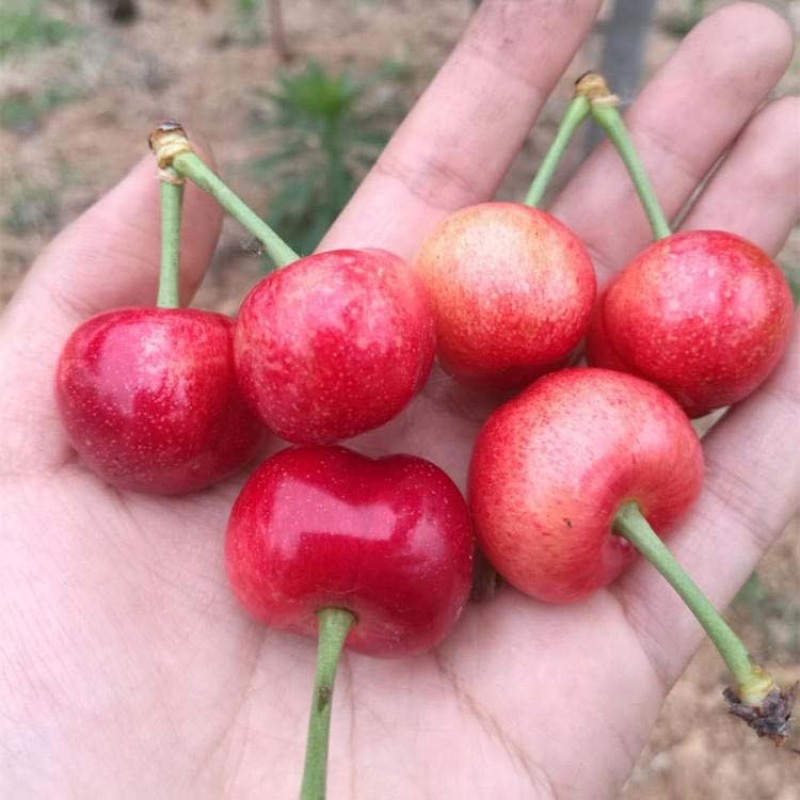 布鲁克斯樱桃树苗根系发达丰产性好现挖保湿发货