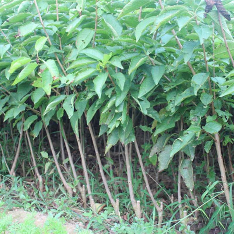 布鲁克斯樱桃树苗根系发达丰产性好现挖保湿发货
