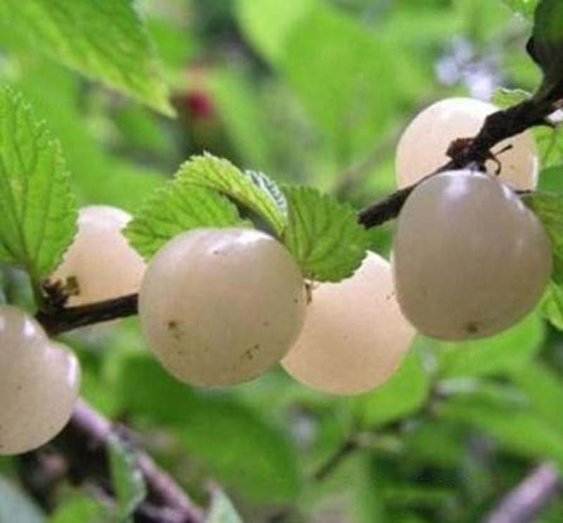 白玉樱桃树苗根系发达丰产性好现挖保湿发货
