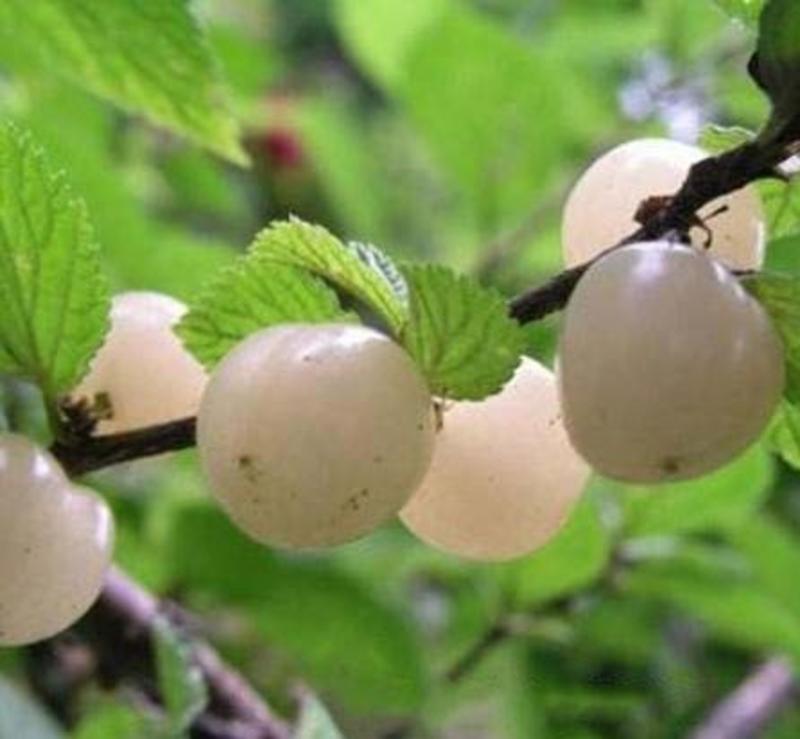 白玉樱桃树苗根系发达丰产性好现挖保湿发货